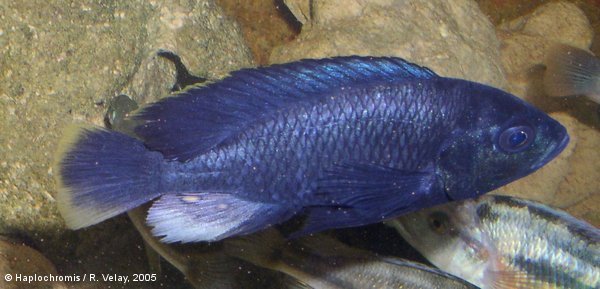 Haplochromis sp. tipped blue mâle