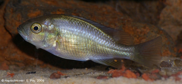 Haplochromis sp. red back scraper female