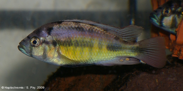 Haplochromis sp. red back scraper mâle
