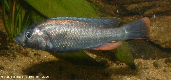Haplochromis thereuterion   van Oijen & Witte, 1996 male