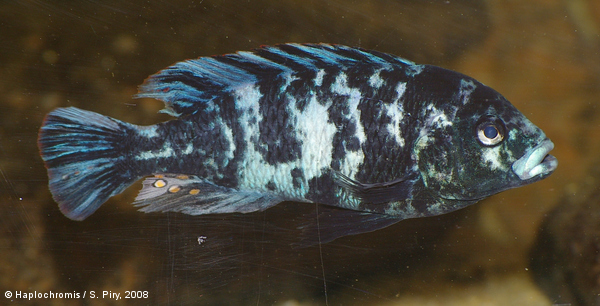 Neochromis omnicaeruleus   Seehausen & Bouton, 1998 blotched male