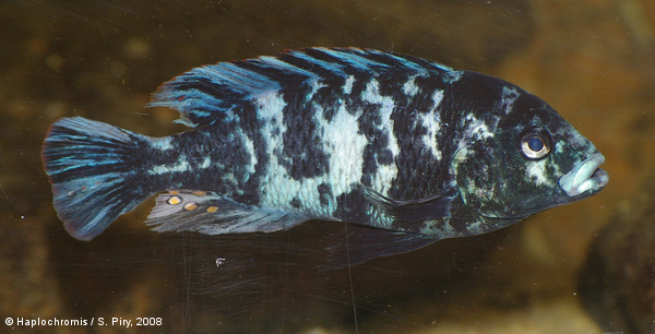 Neochromis omnicaeruleus Seehausen & Bouton, 1998 blotched male