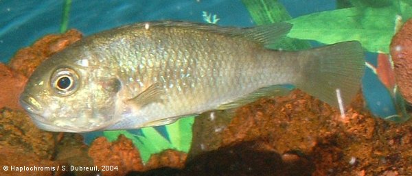 Neochromis rufocaudalis   Seehausen & Bouton, 1998 holding female