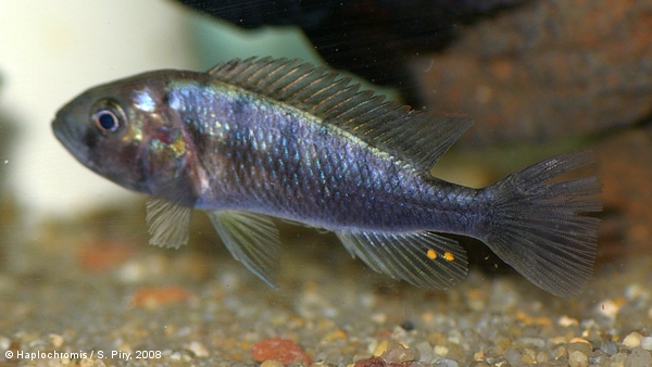 Neochromis sp. Bihiru scraper female