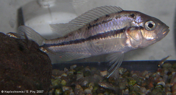 Platytaeniodus degeni   Boulenger, 1906 female with her fry