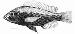 Haplochromis bareli van Oijen , 1991