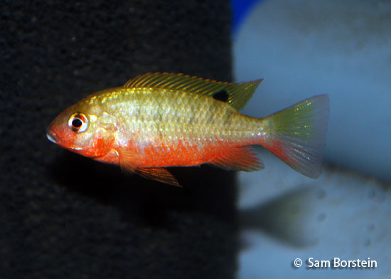 Tilapia snyderae