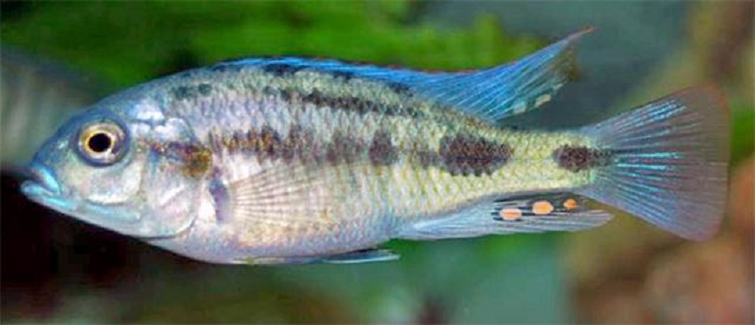 Ptyochromis_fischeri.jpg