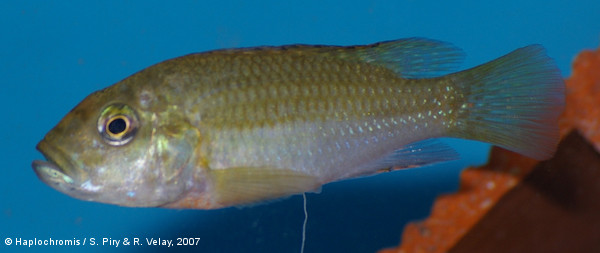 Thoracochromis brauschi   (Poll & Thys van den Audenaerde, 1965) femelle