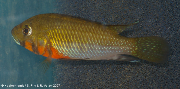 Thoracochromis brauschi   (Poll & Thys van den Audenaerde, 1965) mâle