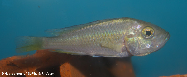 Haplochromis brownae   Greenwood, 1962 femelle