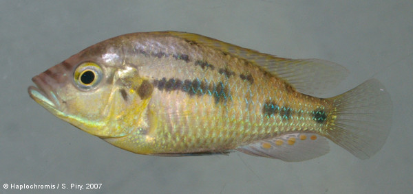 Haplochromis burtoni   (Günther, 1894) mâle sauvage