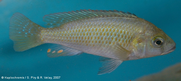 'Astatotilapia' calliptera   (Günther, 1894) young male