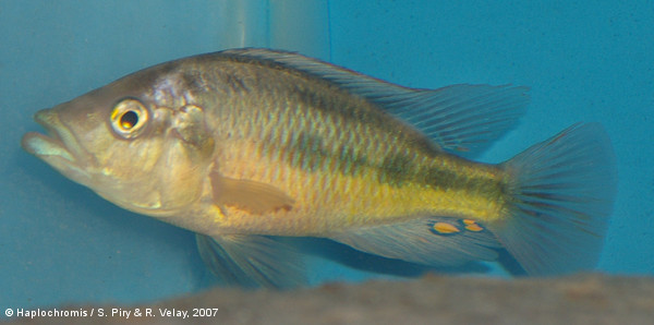Haplochromis chilotes   (Boulenger, 1911) male