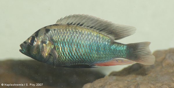 Haplochromis sp. Bukavu mâle sauvage