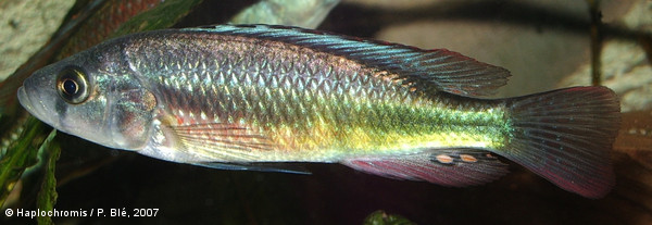 Haplochromis sp. Matumbi hunter mâle