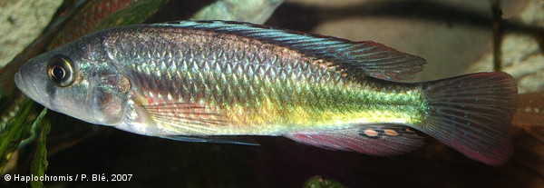 Haplochromis sp. Matumbi hunter male