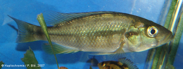 Haplochromis sp. orange rock hunter female