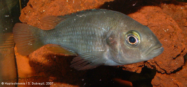 Haplochromis sp. red tail sheller female