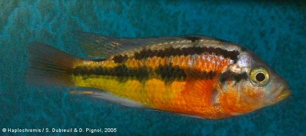 Haplochromis sauvagei   (Pfeffer, 1896) male