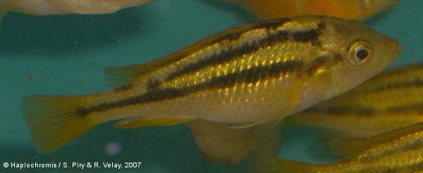 Haplochromis sauvagei   (Pfeffer, 1896) femelle