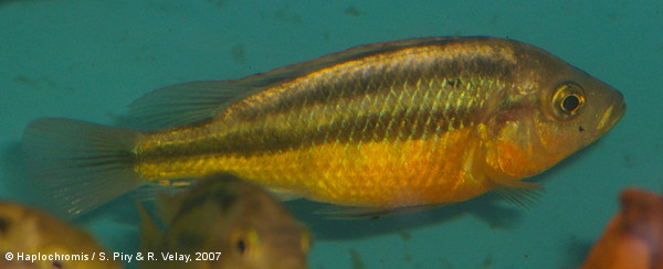 Haplochromis sauvagei   (Pfeffer, 1896) male