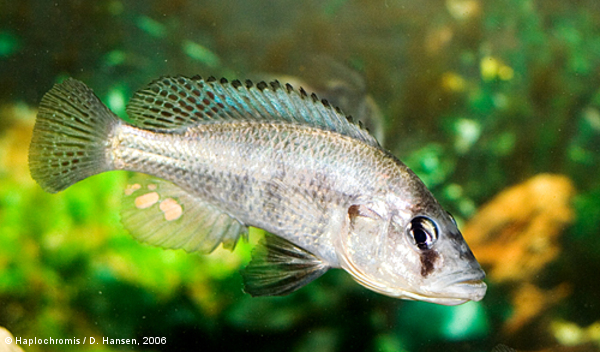Haplochromis sp. silver stilleto mâle
