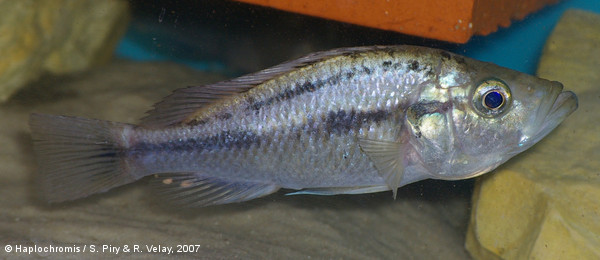 Haplochromis sp. torpedo kribensis female