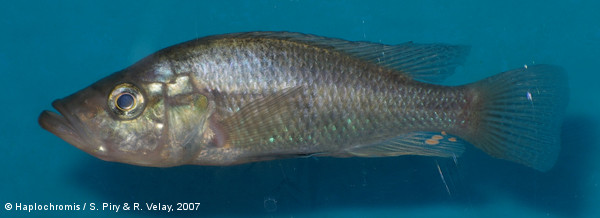 Haplochromis sp. torpedo kribensis vieux mâle