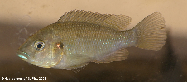 Haplochromis desfontainii   (Lacépède, 1802) femelle