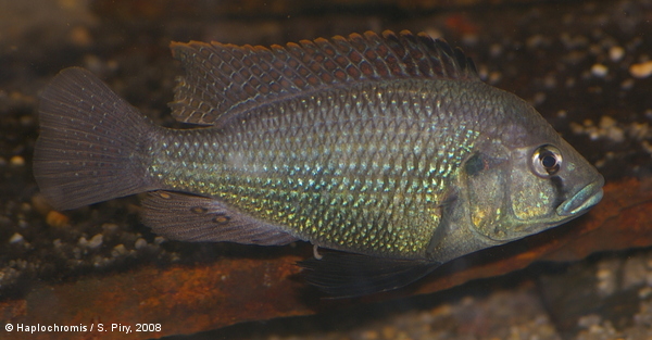 Haplochromis desfontainii   (Lacépède, 1802) male