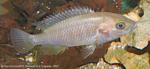 Pundamilia sp. blue bar female