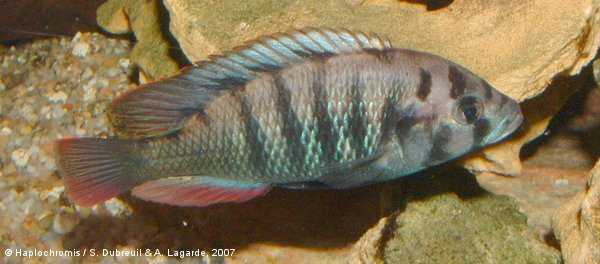 Pundamilia sp. blue bar male