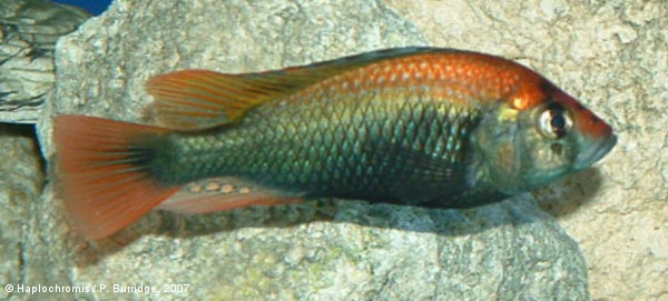 Haplochromis sp. ruby green mâle
