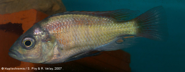 Haplochromis sp. red rock sheller mâle