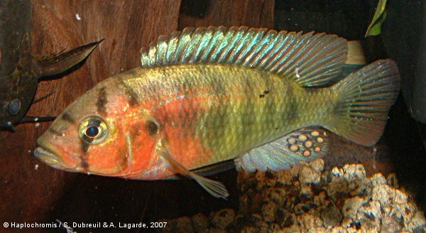Pundamilia sp. red head male