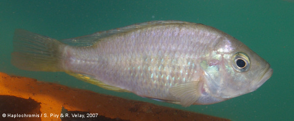 Pundamilia sp. red flank female