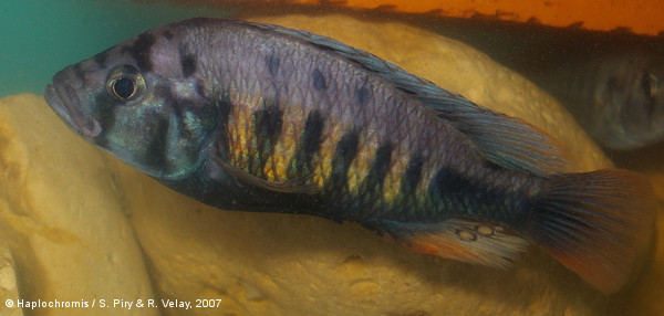 Pundamilia sp. red flank male