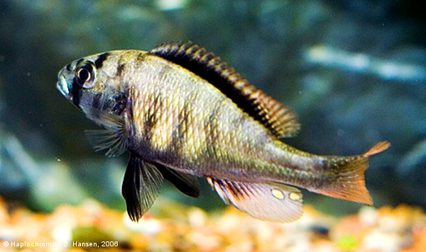 Neochromis sp. madonna mâle