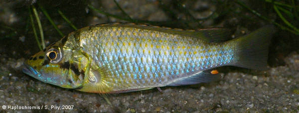 'Ctenochromis' horei   (Günther, 1894) wild male
