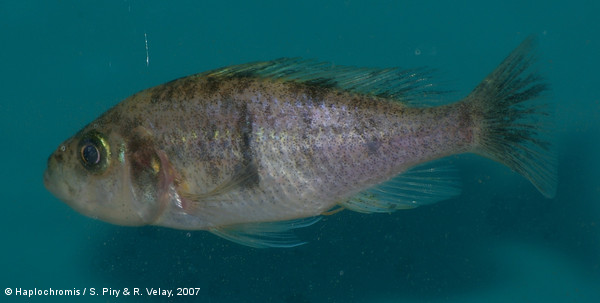 Haplochromis melanopterus   Trewavas, 1928 femelle blotched