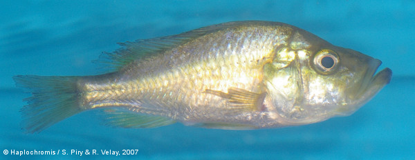 Pyxichromis orthostoma   (Regan, 1922) female