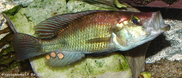 Pyxichromis orthostoma   (Regan, 1922) male