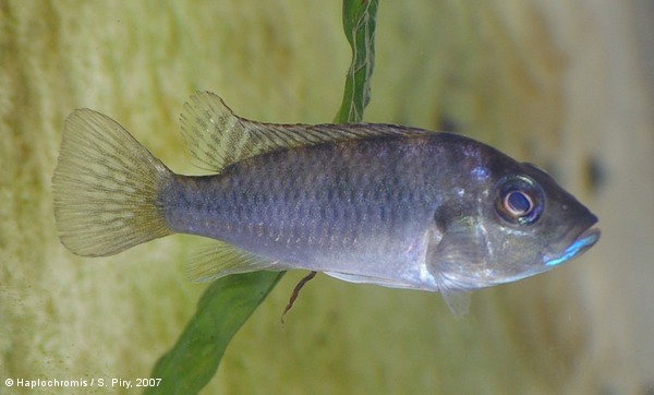 'Haplochromis' polli   Thys van den Audenaerde, 1964 femelle