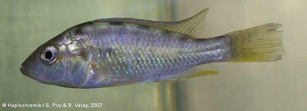 Haplochromis rubescens   Snoeks, 1994 femelle sauvage