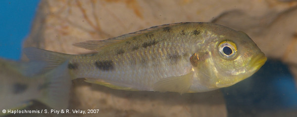 Haplochromis fischeri   Seegers, 2008 femelle