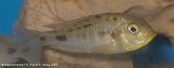 Haplochromis fischeri   Seegers, 2008 female