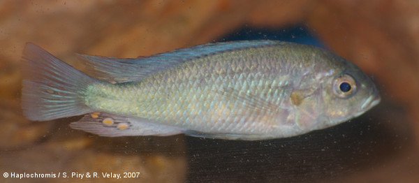 Haplochromis fischeri   Seegers, 2008 mâle