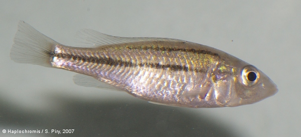 Haplochromis thereuterion   van Oijen & Witte, 1996 femelle