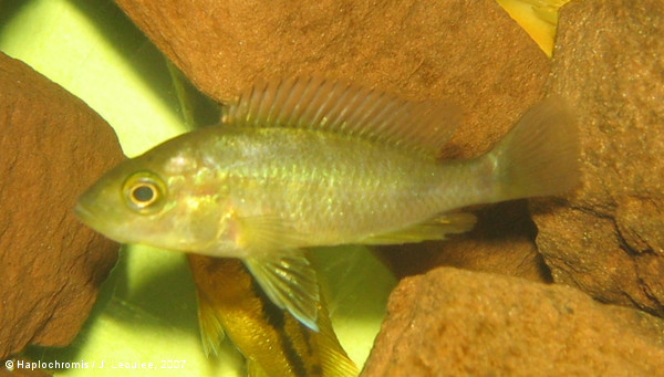 Lithochromis xanthopteryx   Seehausen & Bouton, 1998 female